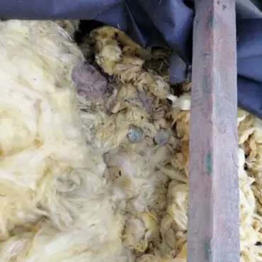 zniszczona wełna przez kunę