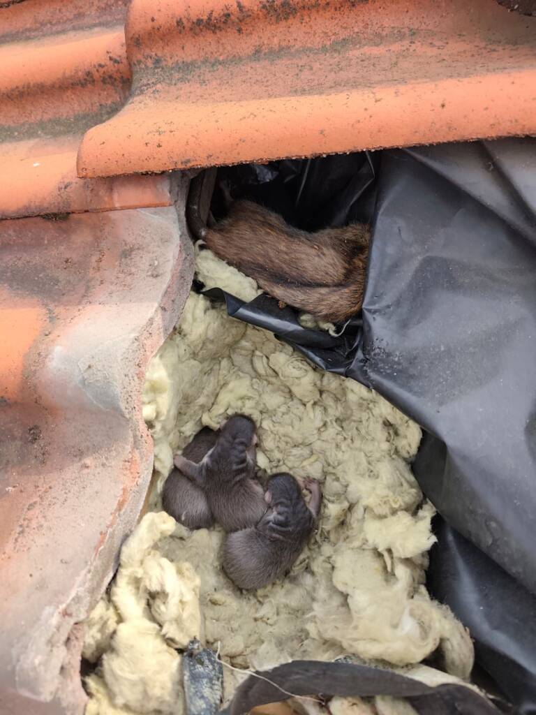 młode kuny w izolacji dachu