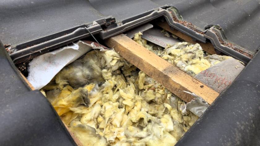 Zniszczona wełna mineralna w dachu przez kuny
