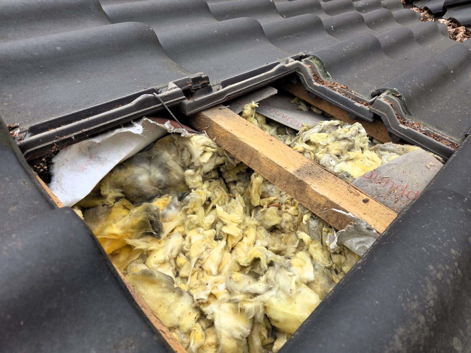 Zniszczona wełna mineralna w dachu przez kuny